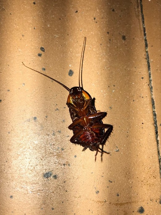 История одного таракана