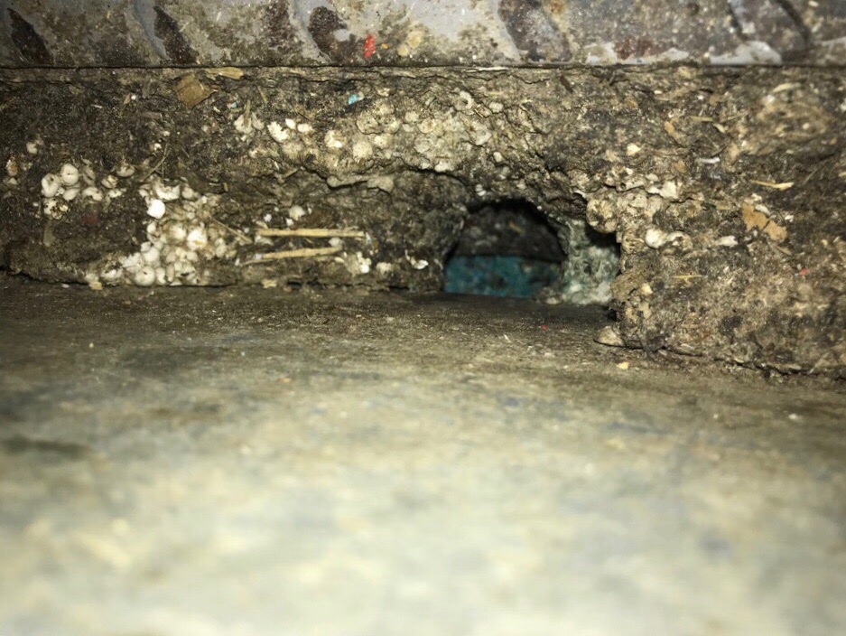 Осторожно! Крысы на производстве!